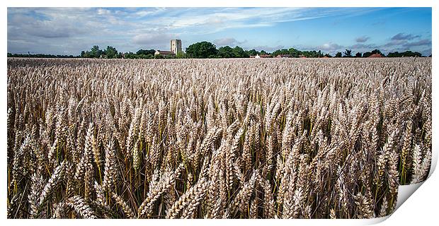 Field of wheat Print by Stephen Mole