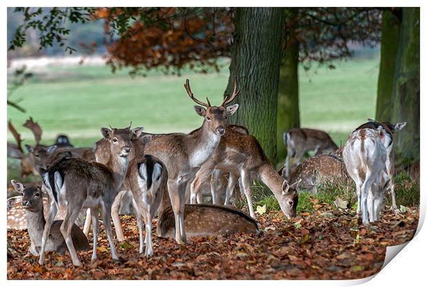 Fallow Deer at Holham Hall Print by Stephen Mole