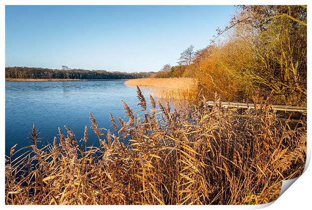 Rollesby Broad in Norfolk Print by Stephen Mole