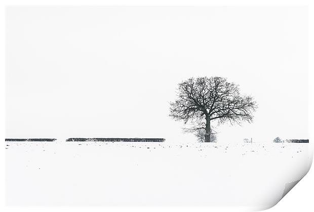 Lonely tree Print by Stephen Mole