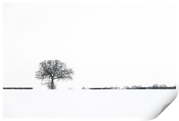 Tree in the snow Print by Stephen Mole