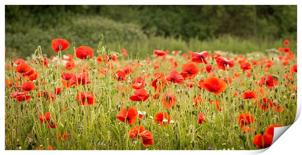 Norfolk Red Poppies Print by Stephen Mole