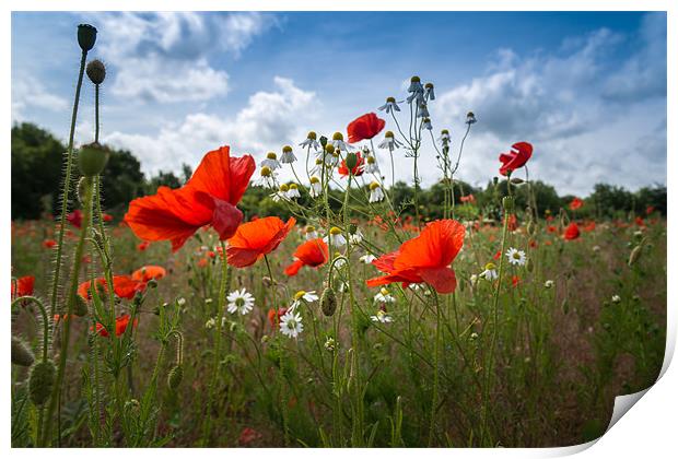Red Poppies and Daisies Print by Stephen Mole