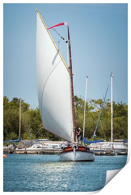 White sailed Norfolk Wherry Print by Stephen Mole