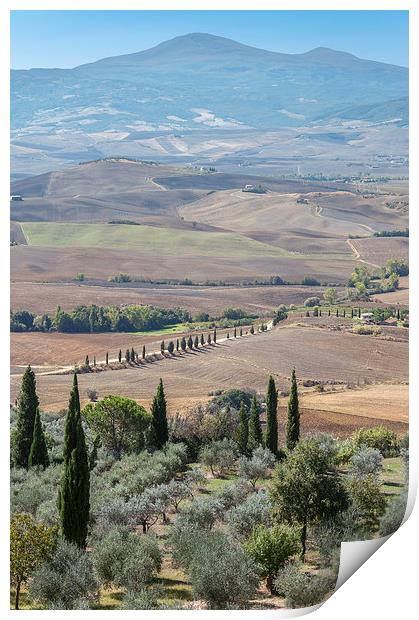 Cyprus trees in Tuscany Print by Stephen Mole