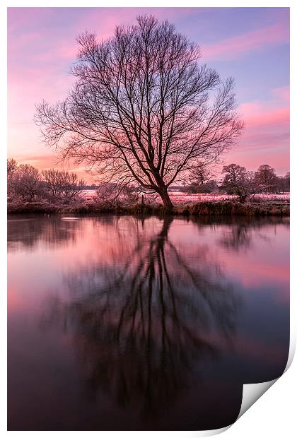 Tree on the River Bure Print by Stephen Mole