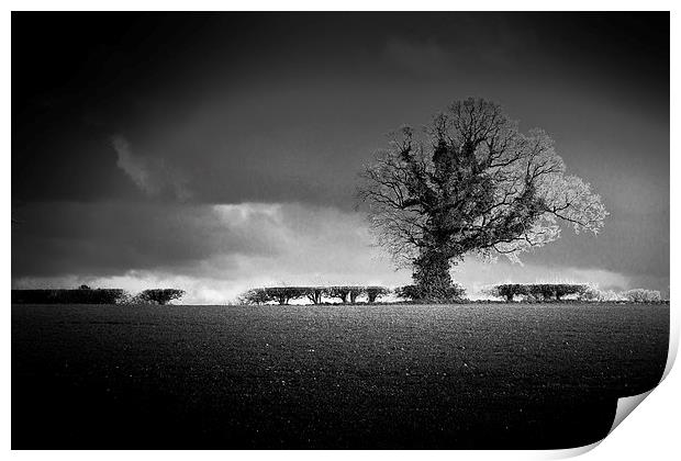Norfolk Tree Print by Stephen Mole