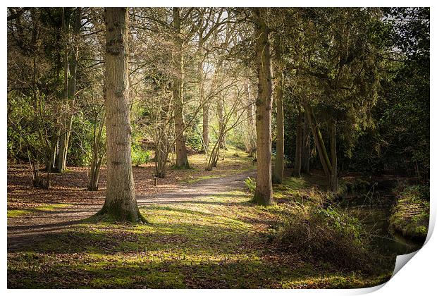 Fairhaven Woods Print by Stephen Mole