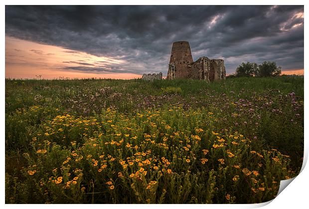Wild Flowers at St Benets Abbey in Norfolk Print by Stephen Mole