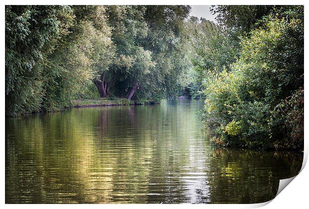  Up the River Ant Print by Stephen Mole