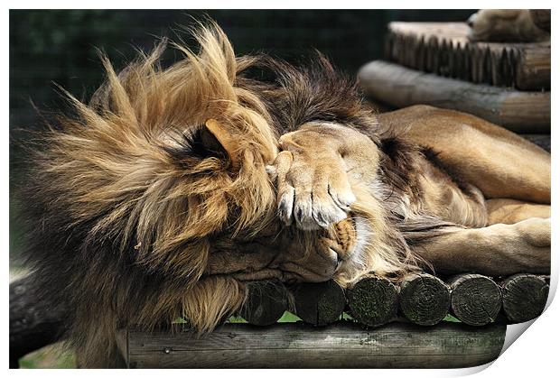 Sleeping Lion on wooden bed Print by Stephen Mole