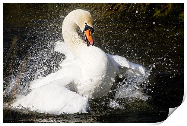 Swan splash Print by Stephen Mole