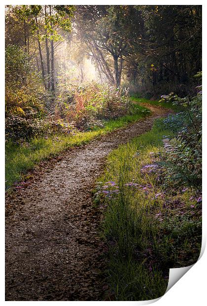  Enchanted lane at Filby Print by Stephen Mole