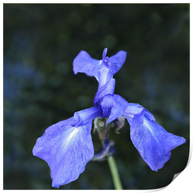 Blue Pond Iris Print by Stephen Mole