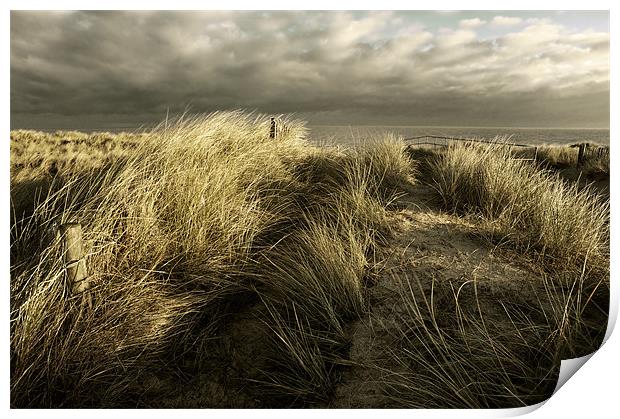 peeping over the dunes Print by Stephen Mole
