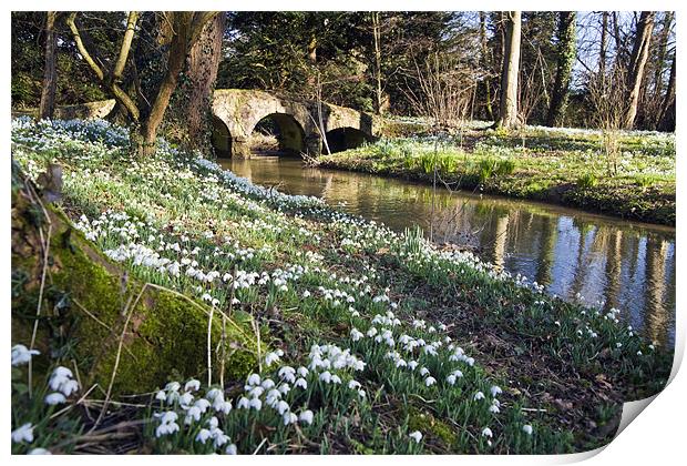 Snowdrops at Walsingham Abbey Print by Stephen Mole