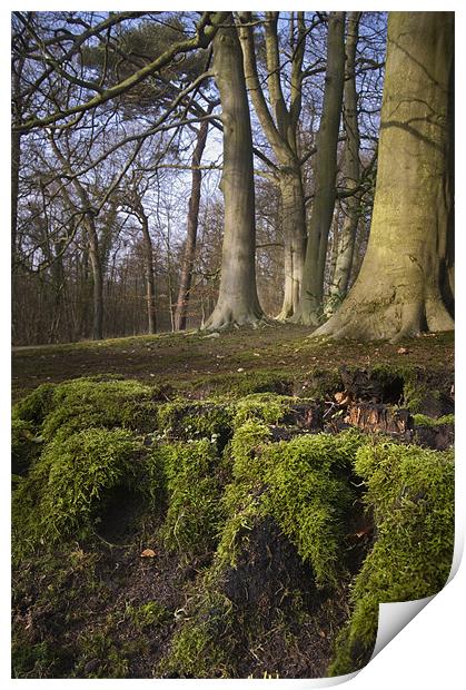A clump of mossy roots in a wood Print by Stephen Mole