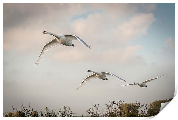  Three swans in flight Print by Stephen Mole