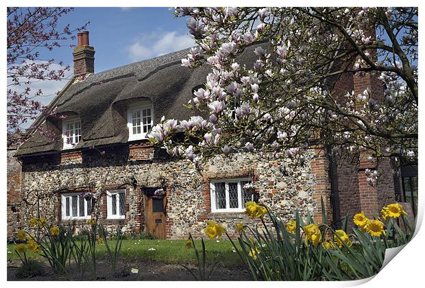 Thatched house with blossom Print by Stephen Mole