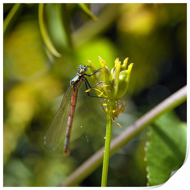 Red Damsel Fly Print by Stephen Mole