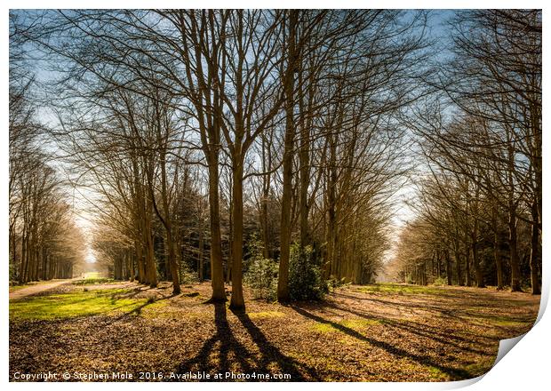 Two paths in Felbrigg Woods Print by Stephen Mole