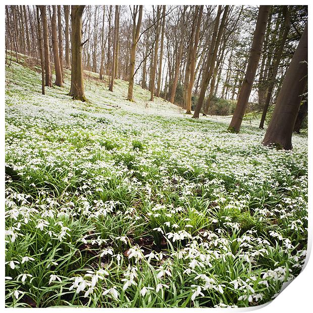 Snowdrops in the woods Print by Stephen Mole