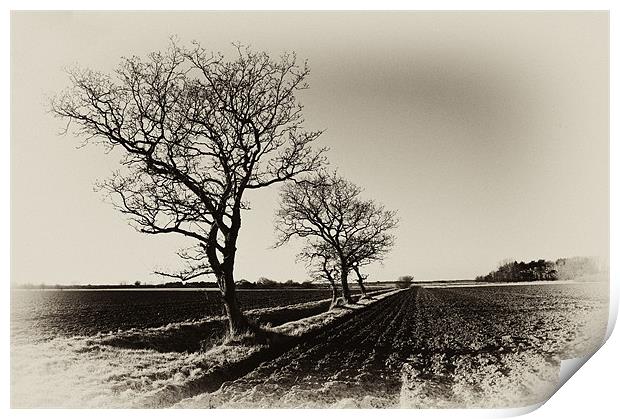 Bare trees in Norfolk Print by Stephen Mole
