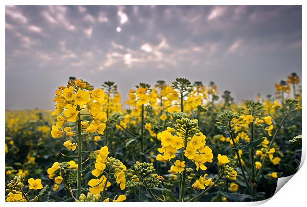 Oil seed rape Print by Stephen Mole