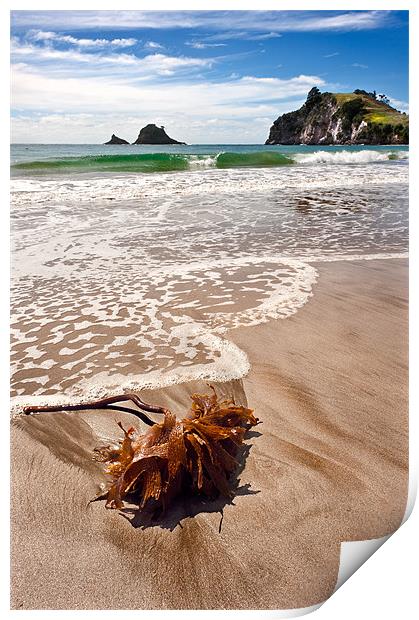 Seaweed on a seashore Print by Stephen Mole