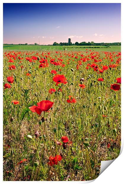 Poppy field in Norfolk Print by Stephen Mole