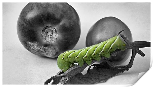 Green tomatoes and worm Print by Jean Scott