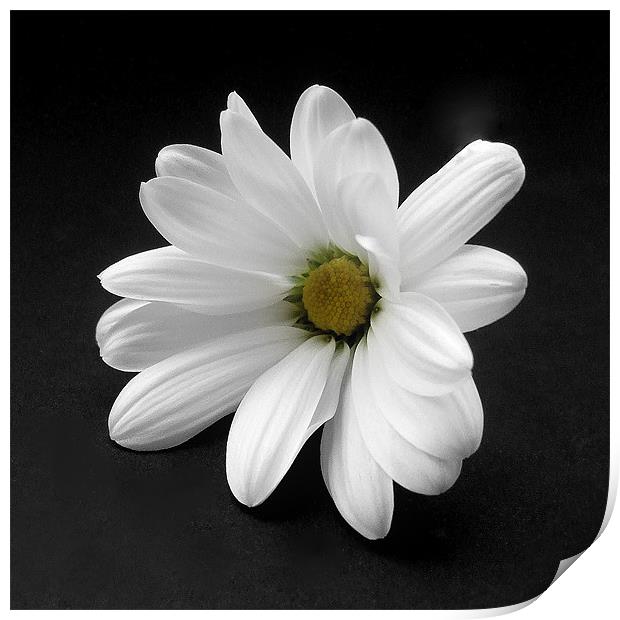 White Chrysanthmum Print by Pete Holloway