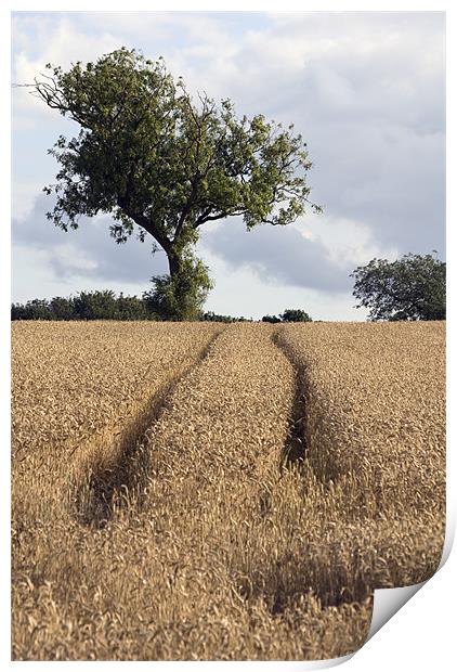 Tracks in the Corn Print by Nigel Walker