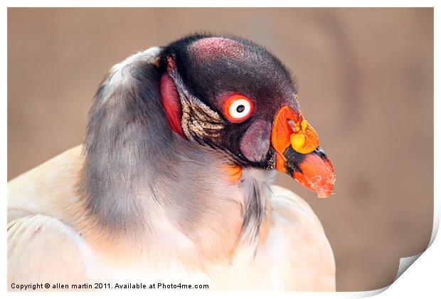 The King Vulture Print by allen martin
