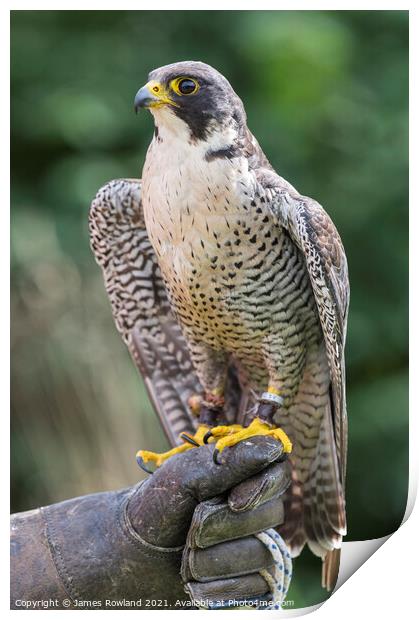 Peregrine Falcon Looking Print by James Rowland