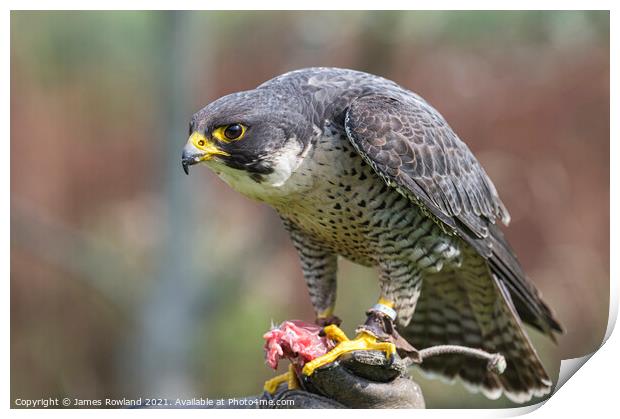 Peregrine Print by James Rowland