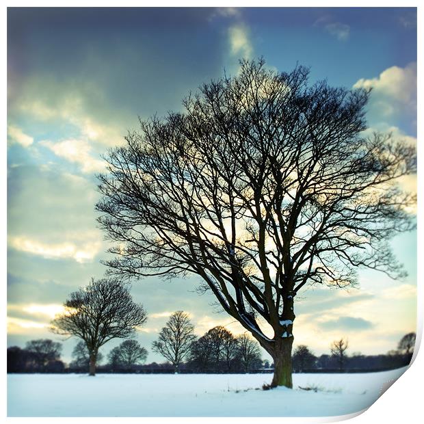 Winter trees Print by James Rowland