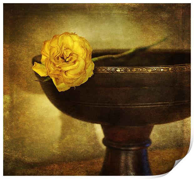 A single rose Print by James Rowland