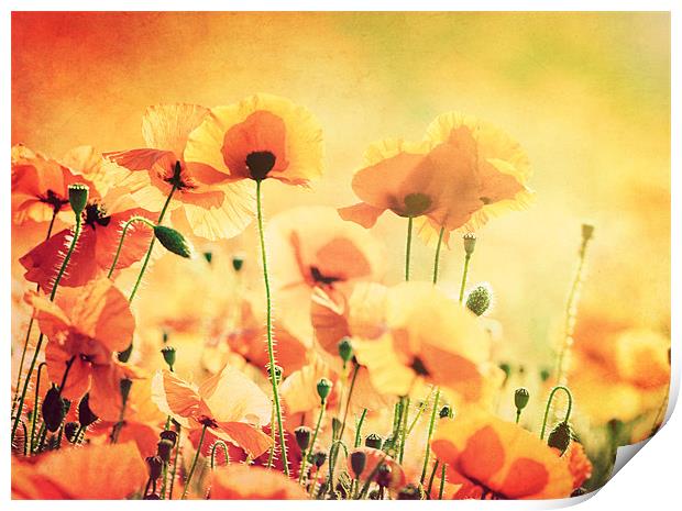 Sunlit Poppies Print by James Rowland