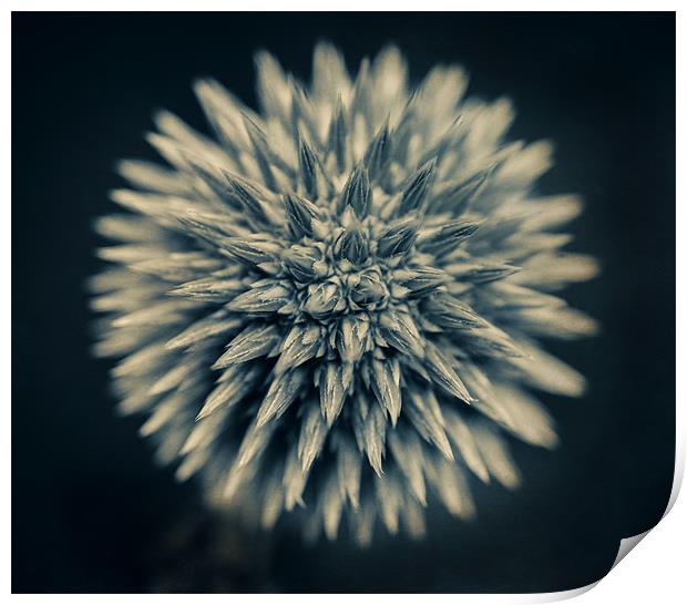 Young Alium Print by James Rowland