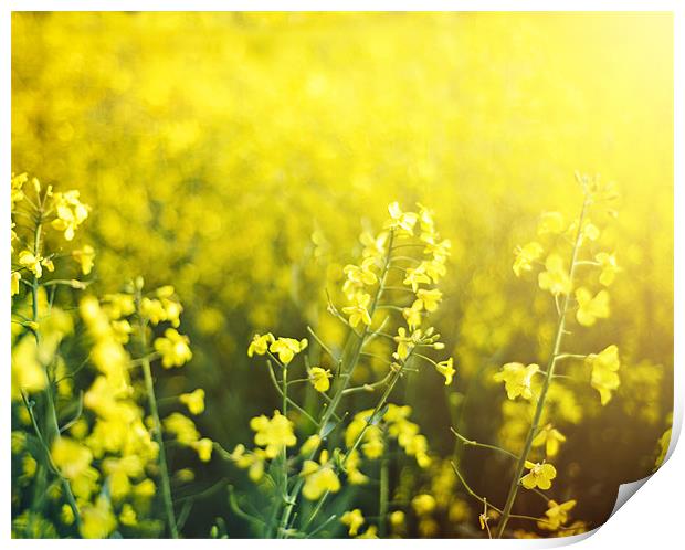 Rapeseed fields Print by James Rowland