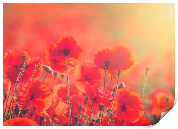 Poppies Print by James Rowland