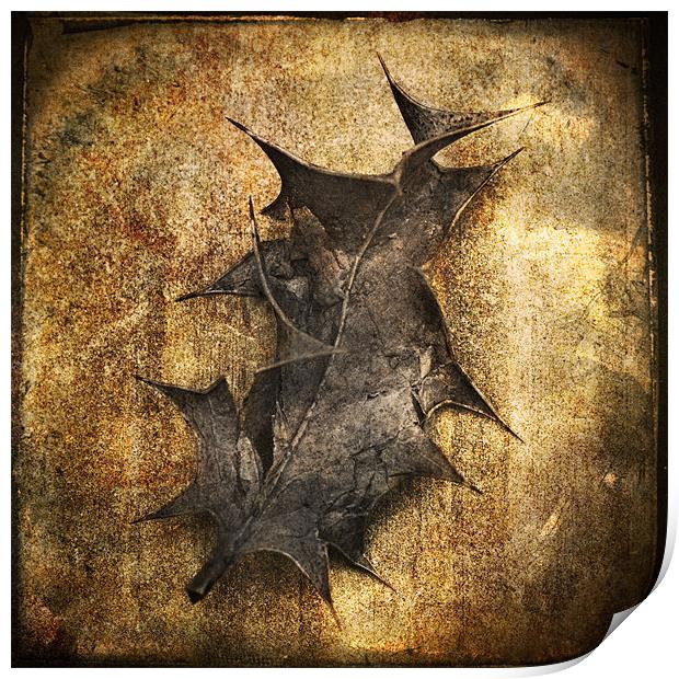 Decaying Holly Leaf Print by James Rowland
