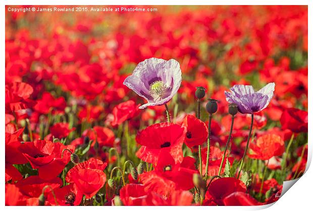  Purple & Red Poppies Print by James Rowland