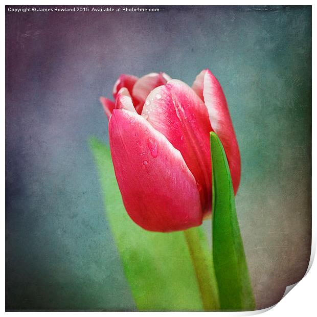 Tulip Print by James Rowland