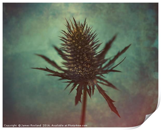 Thistle Print by James Rowland