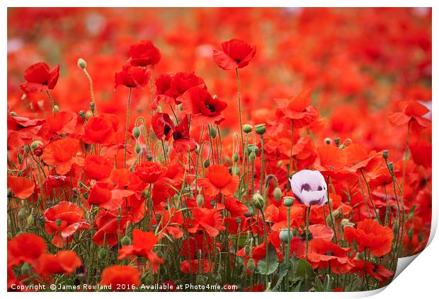 A Mass of Poppies Print by James Rowland