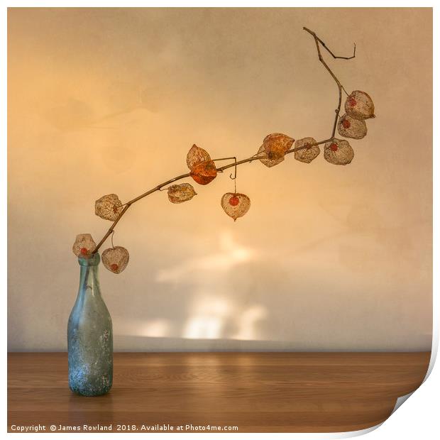 Physalis in a Bottle Print by James Rowland