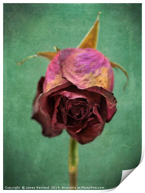 Dried Red Rose Print by James Rowland