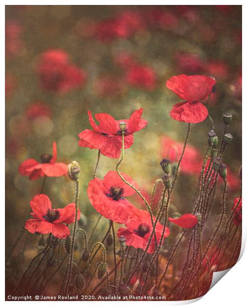 The Poppies Print by James Rowland